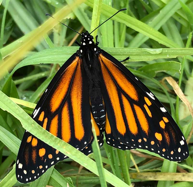 Monarch butterfly Monarch butterfly