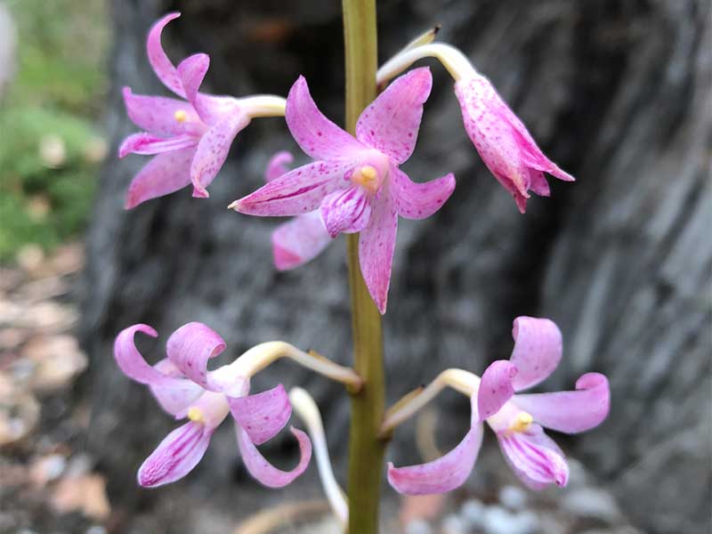Orchid Orchid